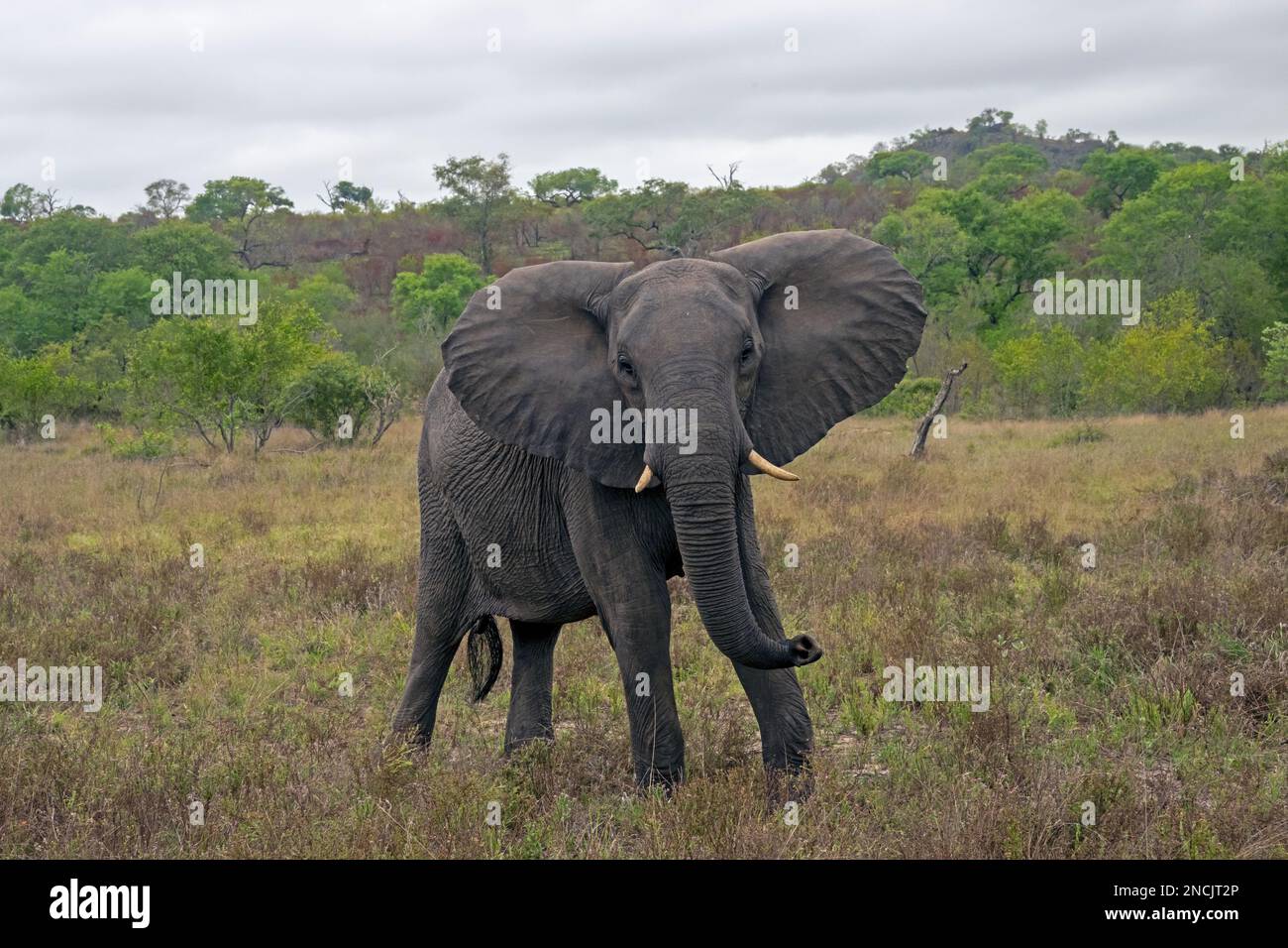 Afrikanischer Elefant in bedrohlicher Haltung mit gespreizten Ohren Stockfoto