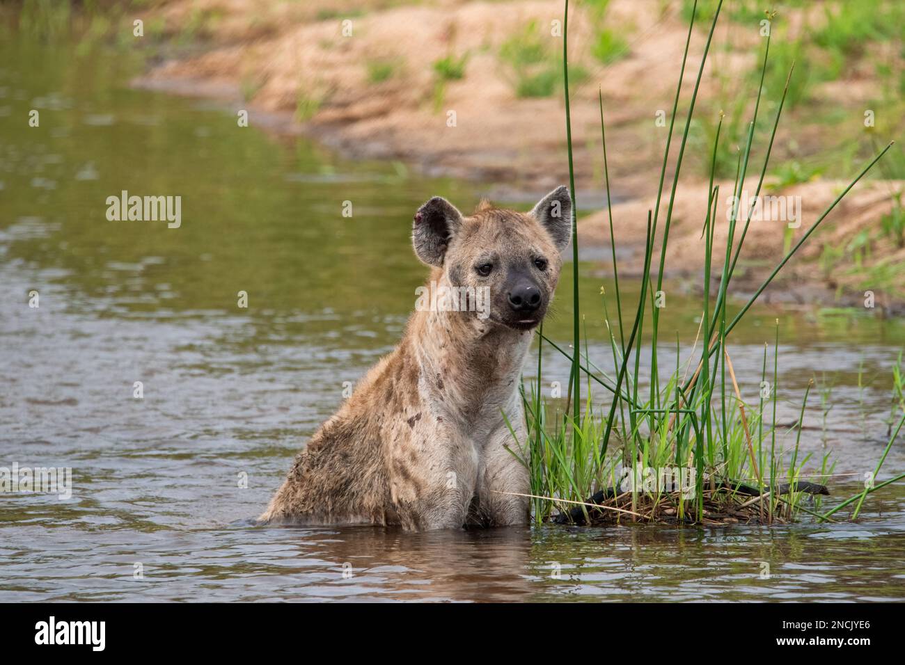 Gesichtet wurde Hyena im Sand River in Südafrika Stockfoto