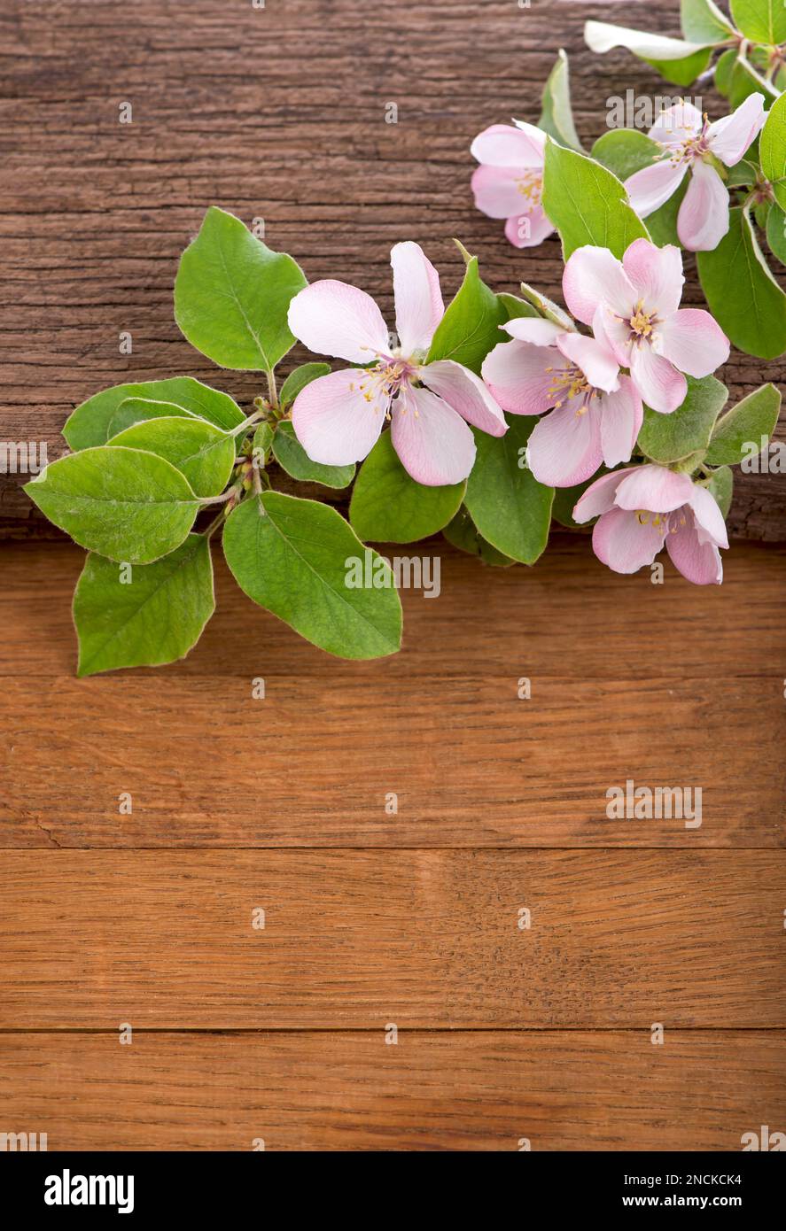 Blühende Äste von Apfelbäumen auf gealtertem Holzhintergrund Stockfoto