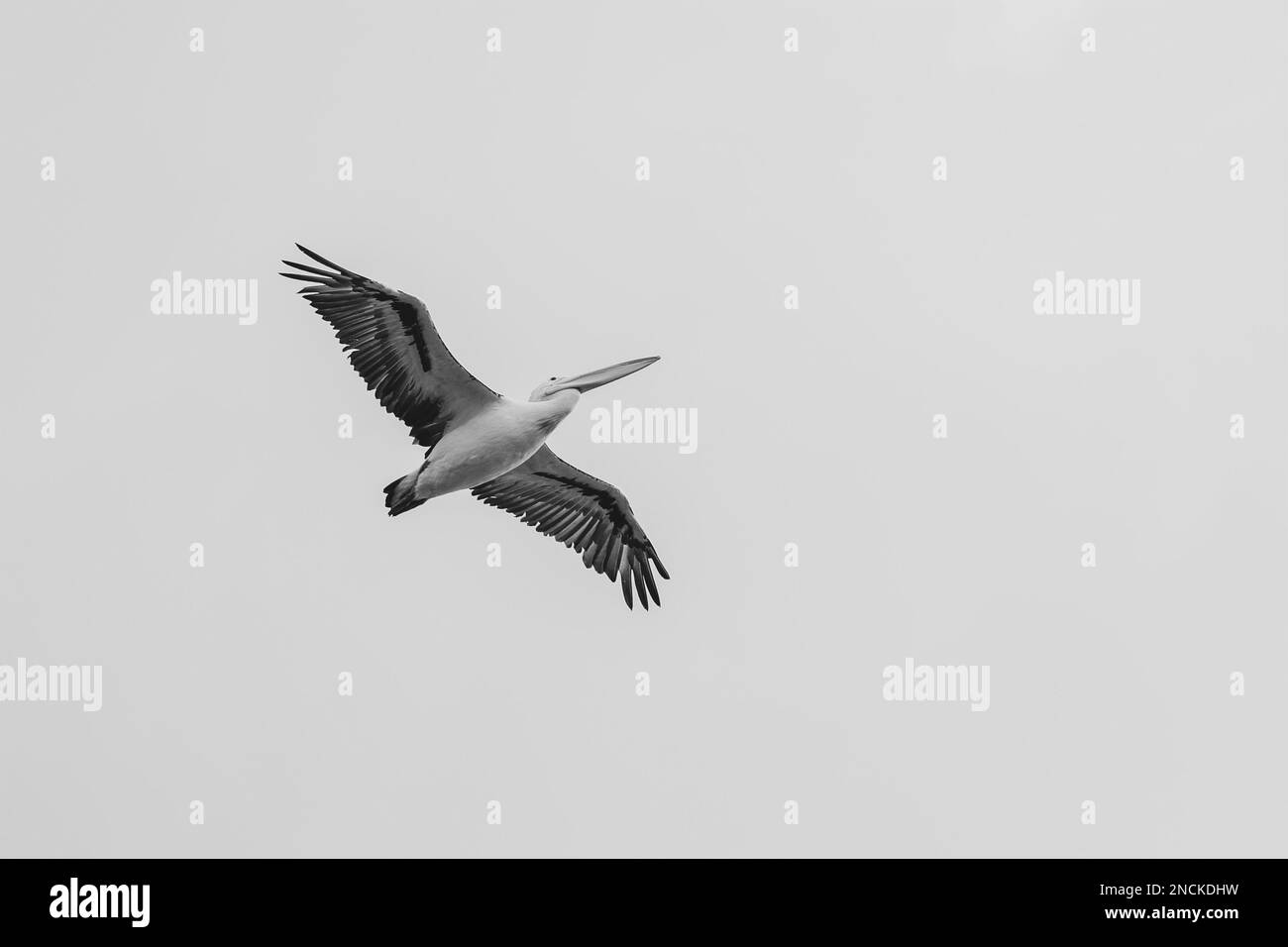 Australischer Pelikan im Flug, Gippsland Lakes, Paynesville, Victoria, Australien. Stockfoto