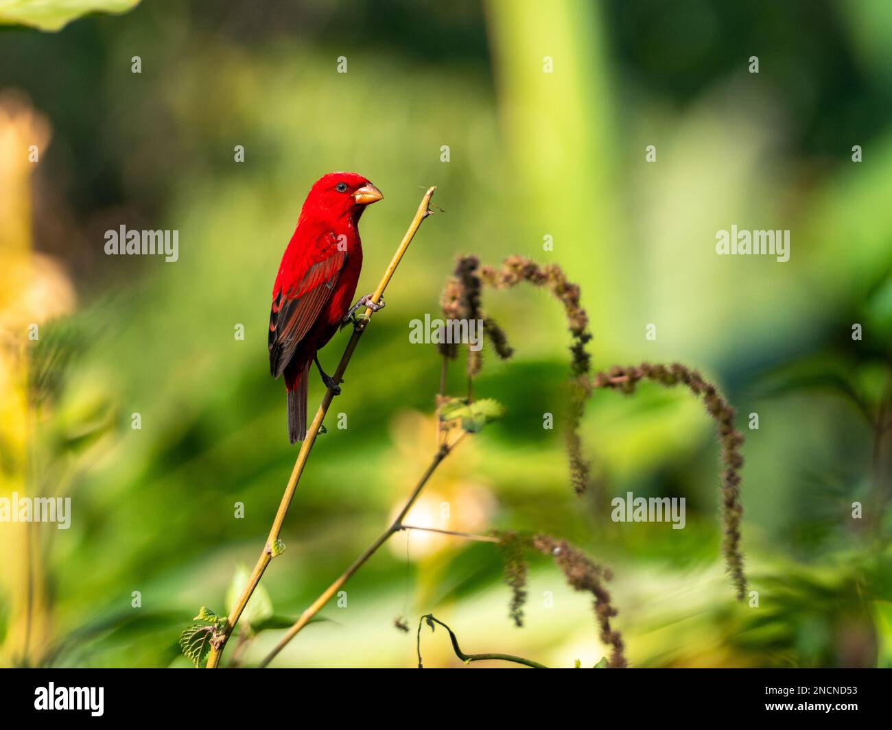 Scharlachfink, Carpodacus sipahi, ein atemberaubender roter Vogel in den Bergen im Nordwesten Thailands Stockfoto