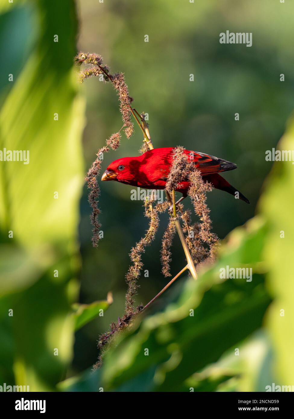 Scharlachfink, Carpodacus sipahi, ein atemberaubender roter Vogel in den Bergen im Nordwesten Thailands Stockfoto