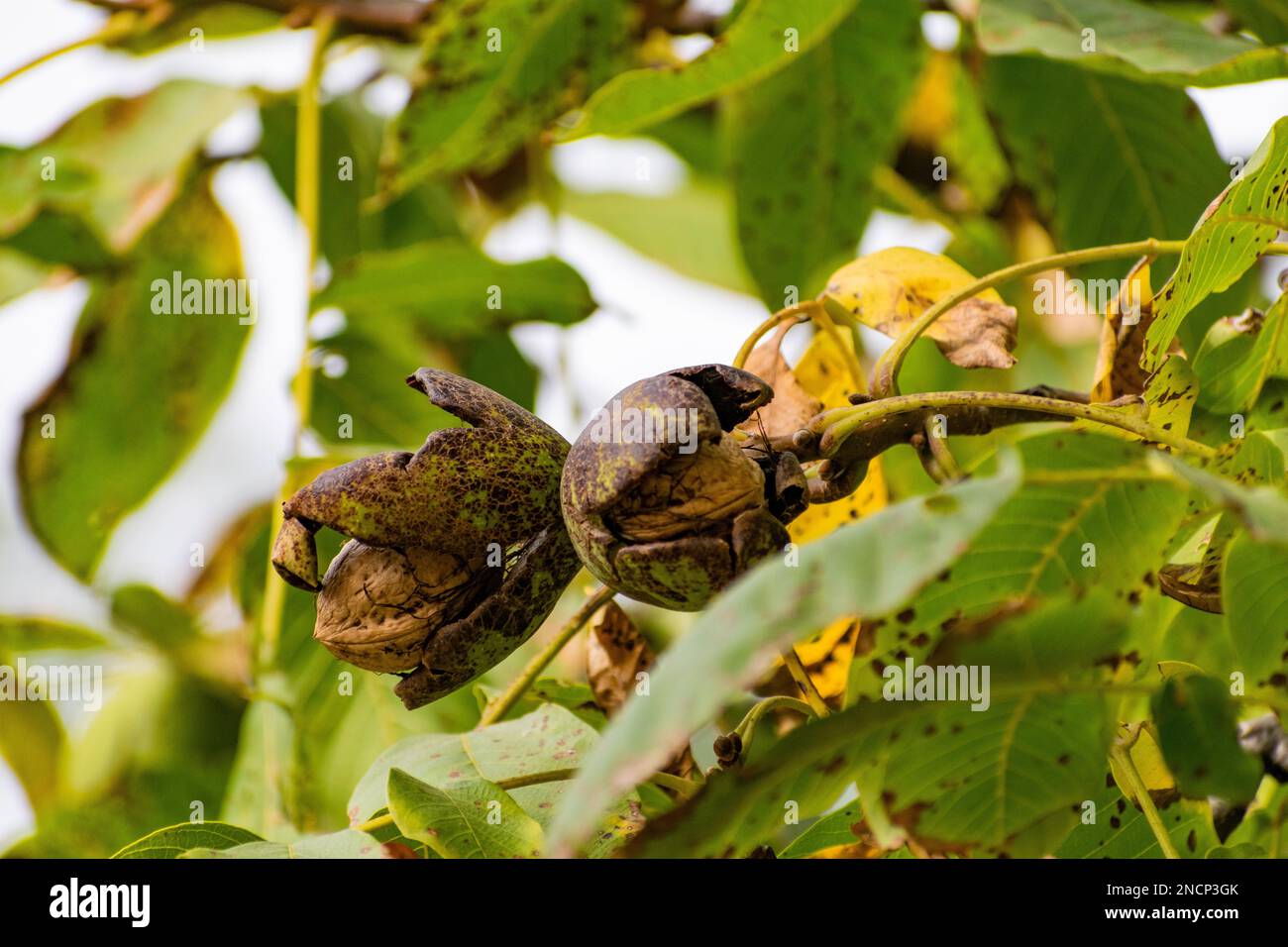 Die gewöhnlichen Walnussfrüchte auf dem Baum Stockfoto