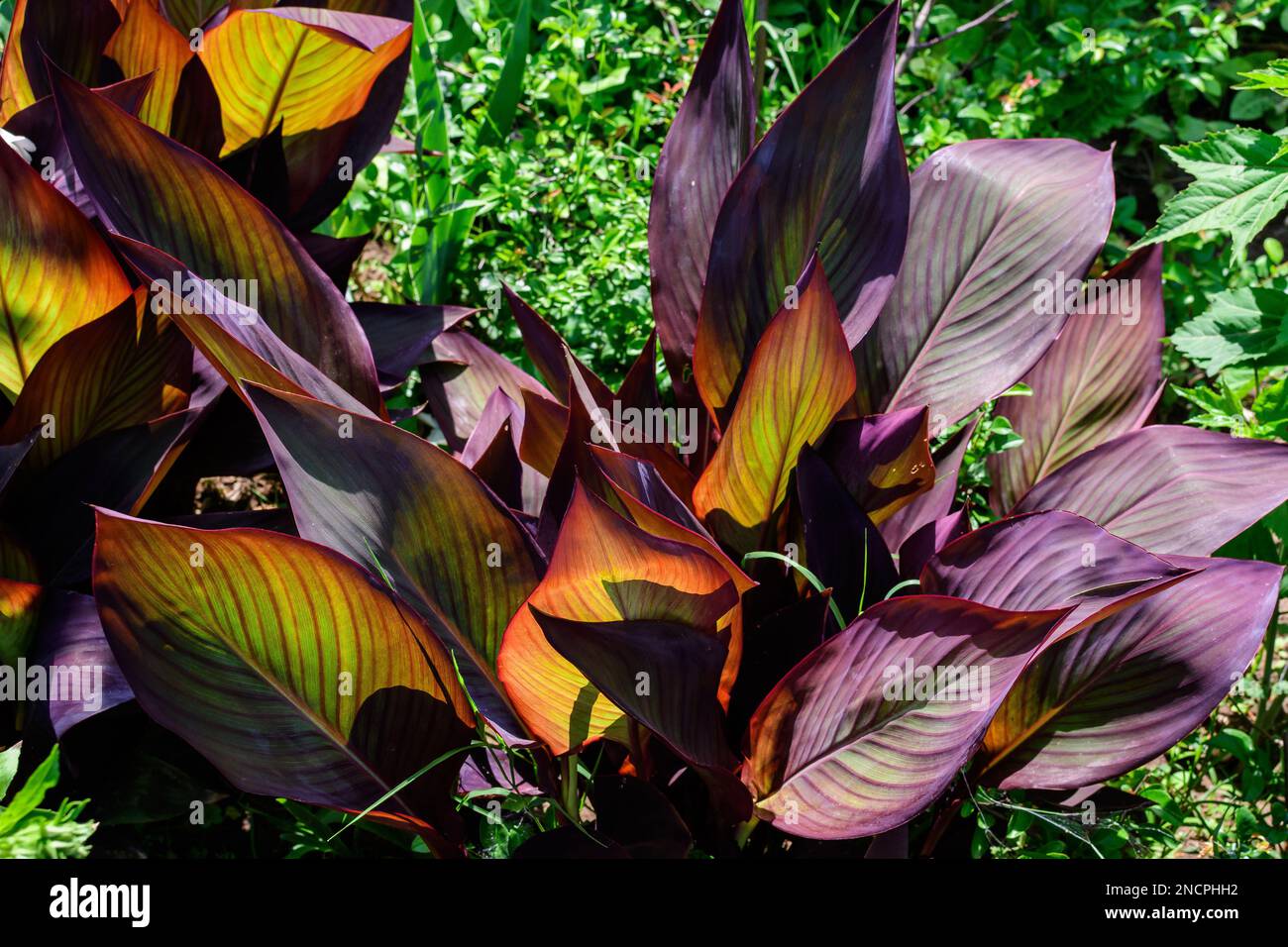 Leuchtend rote Blätter von Canna indica, gemeinhin bekannt als indische Wurzel, afrikanische Pfeilwurz, essbare Canna, violette Pfeilwurz oder Sierra Leone Pfeilwurz, in weicher Farbe Stockfoto