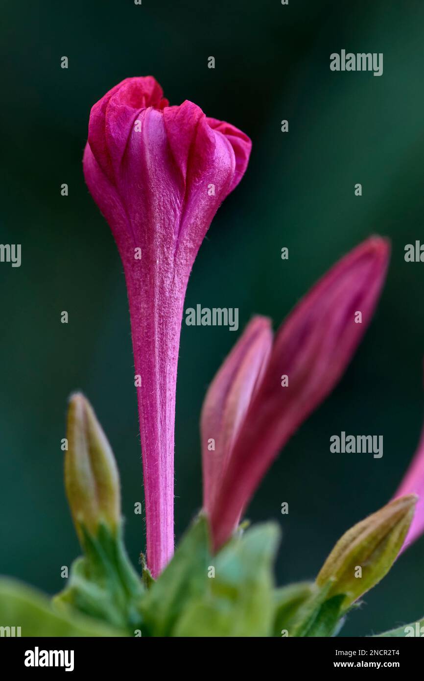 Mirabilis jalapa-Blumen. Bekannt als Dondiego de noche oder Maravilla del Perú. Das Wunder von Peru. Stockfoto
