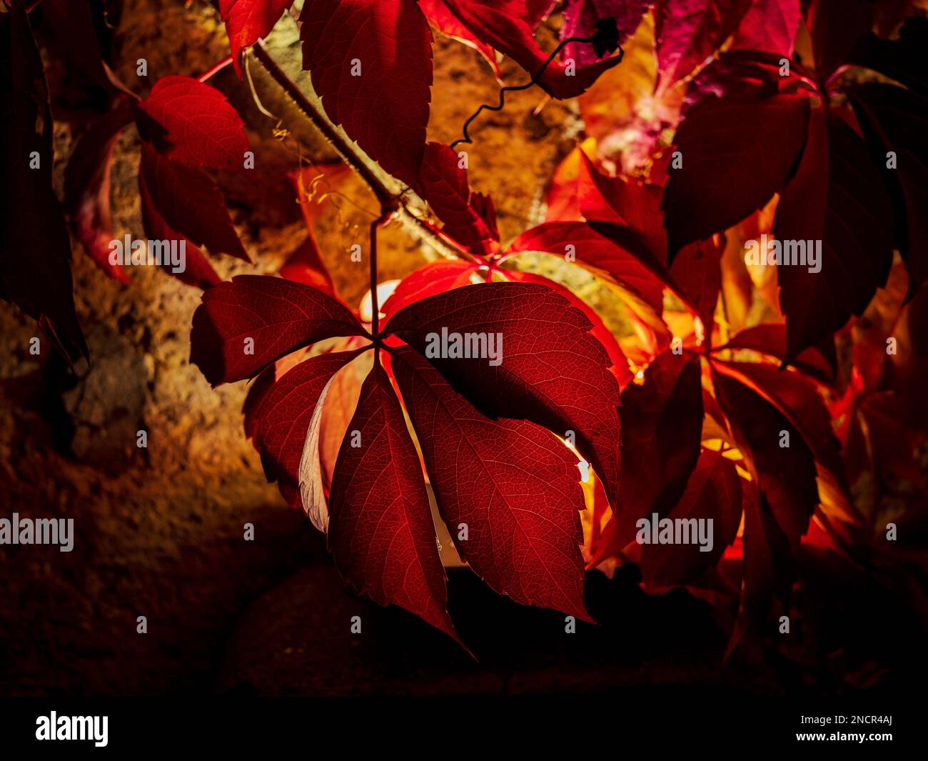 Die Zelle der roten Pflanze Stockfoto