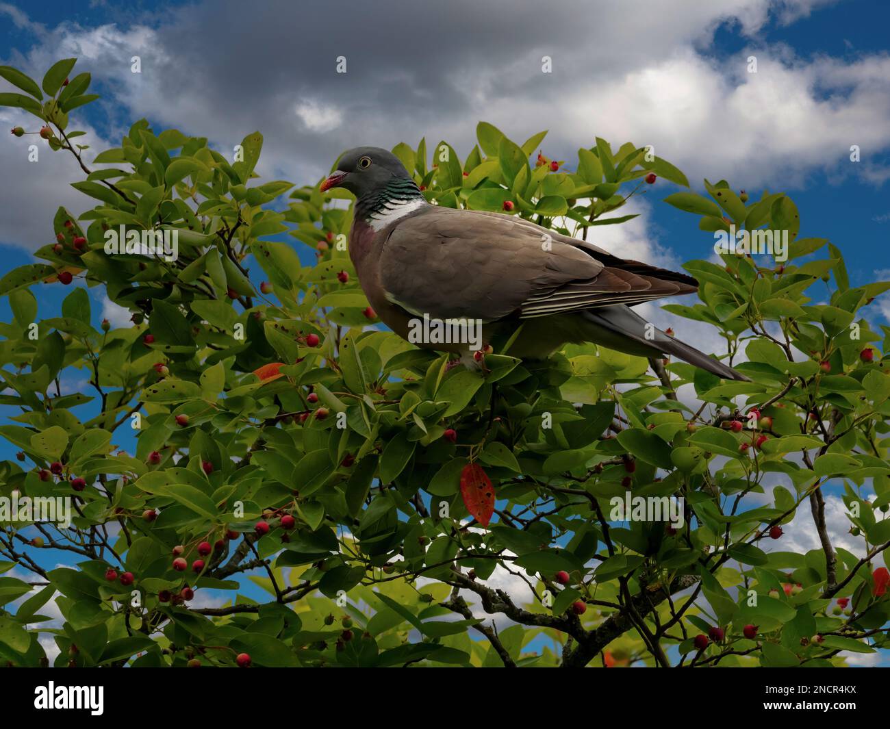 Der Vogel sitzt direkt auf seiner Nahrungsquelle Stockfoto