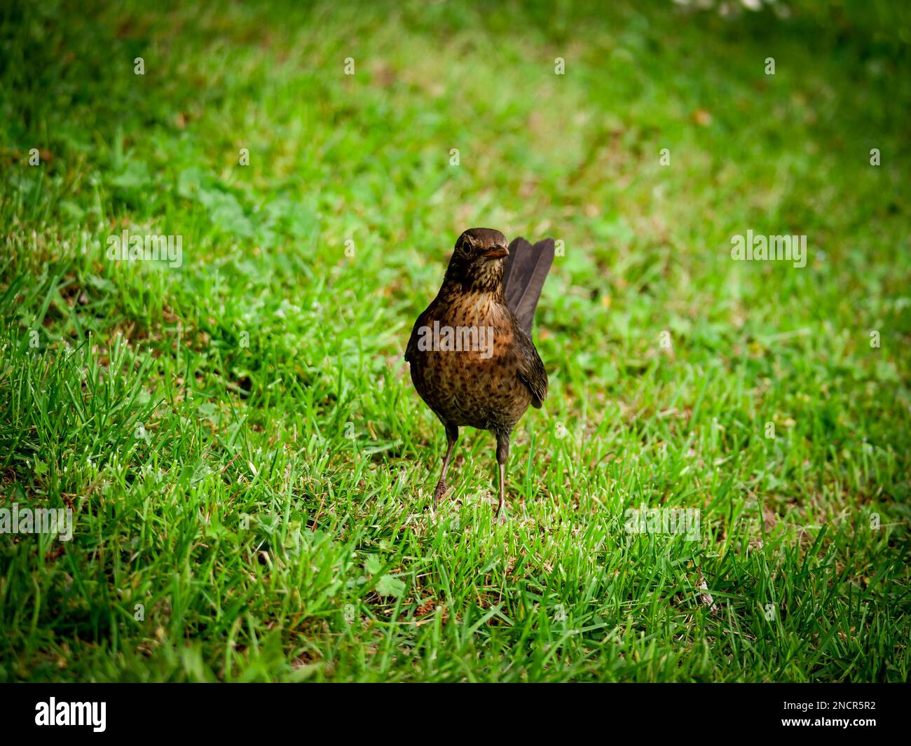 Der Vogel steht stolz auf einer Wiese Stockfoto