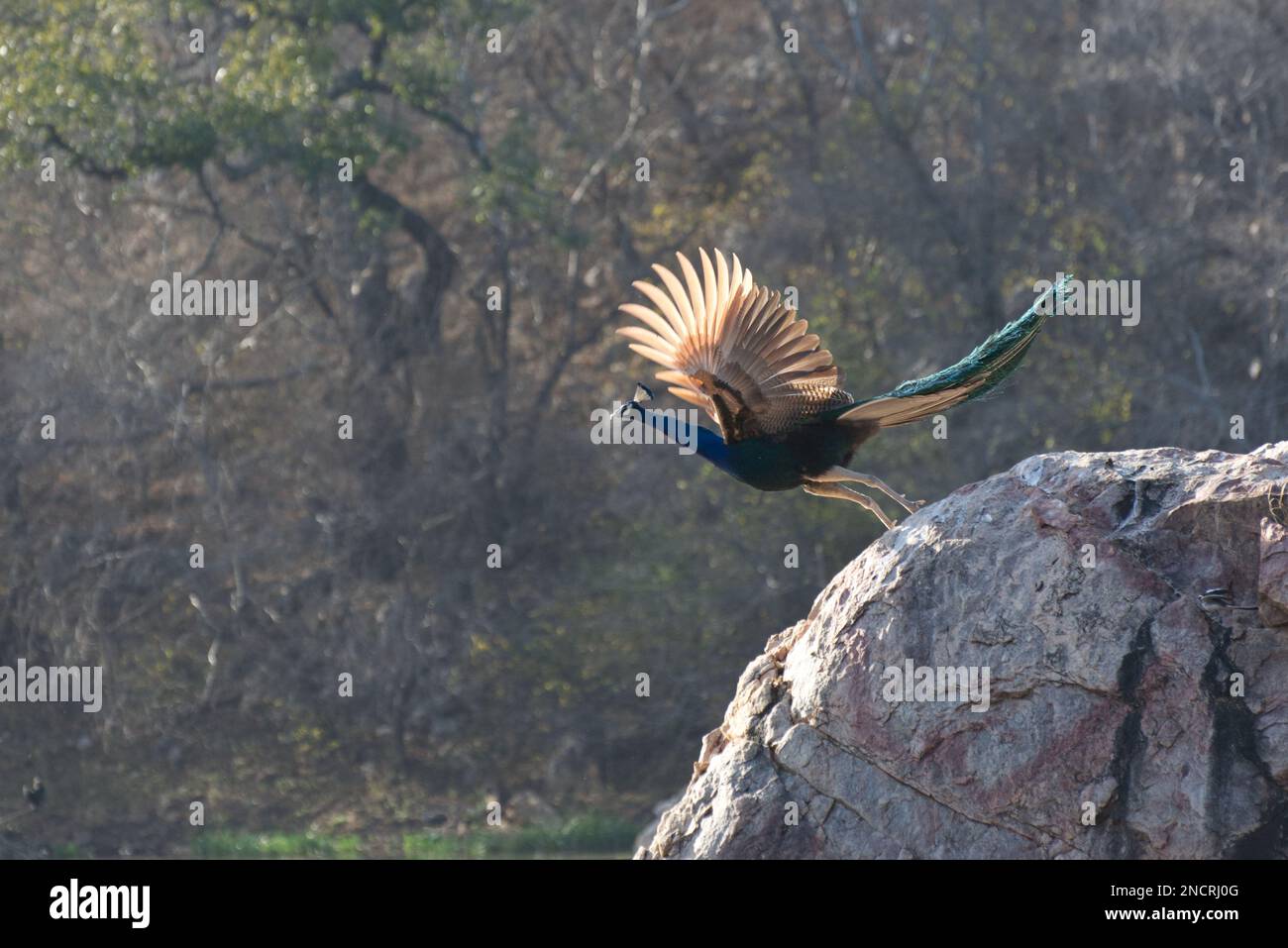 Ein wilder männlicher Pfau, der von einem Felsen in einem Wald in Ranthambore, Rajasthan Indien, mit seinen Flügeln in die Luft fliegt Stockfoto