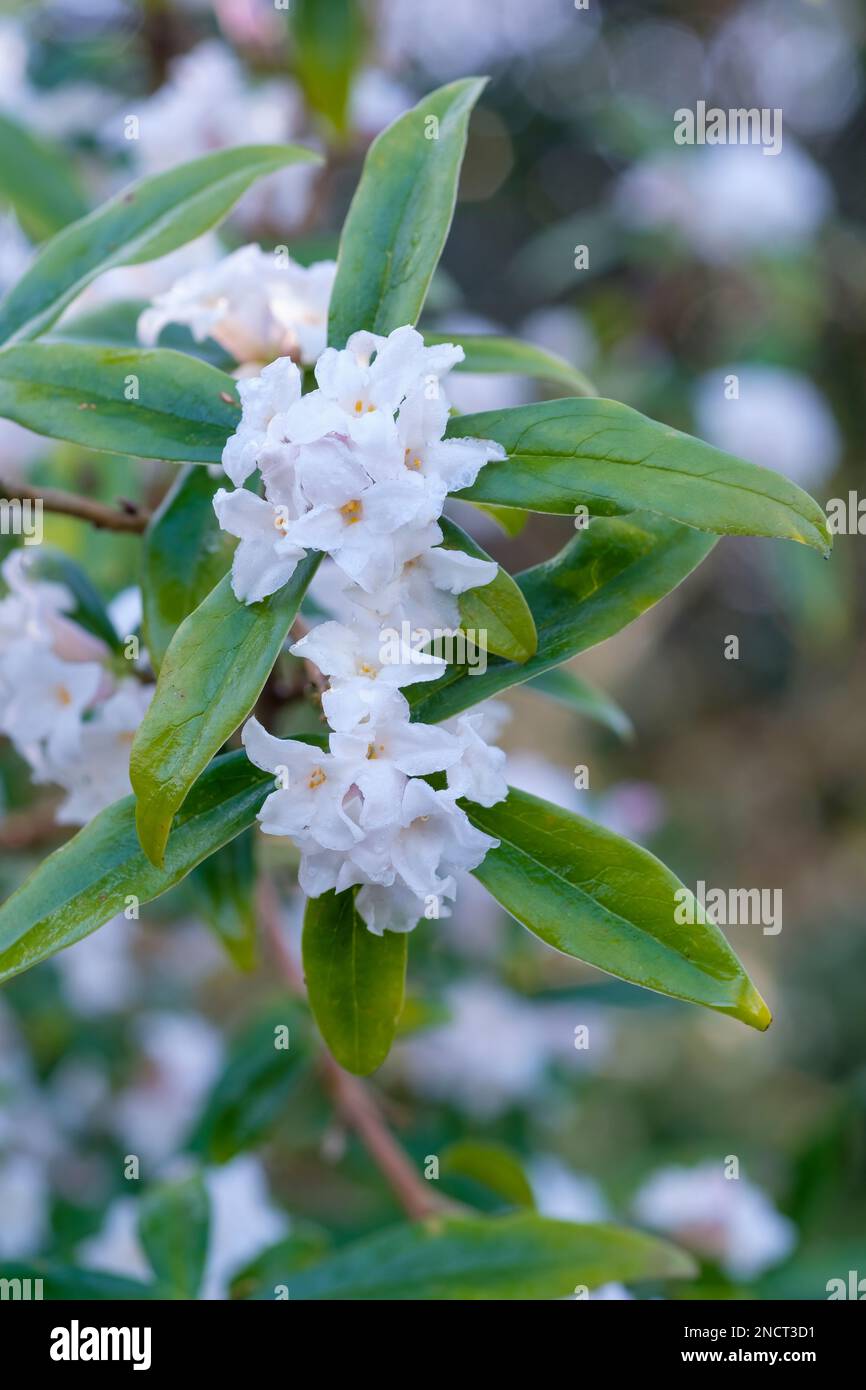 Winterblühender Strauß Daphne Bholua Alba, Papier Daphne Alba, nepalesische Papierfabrik Alba Stockfoto