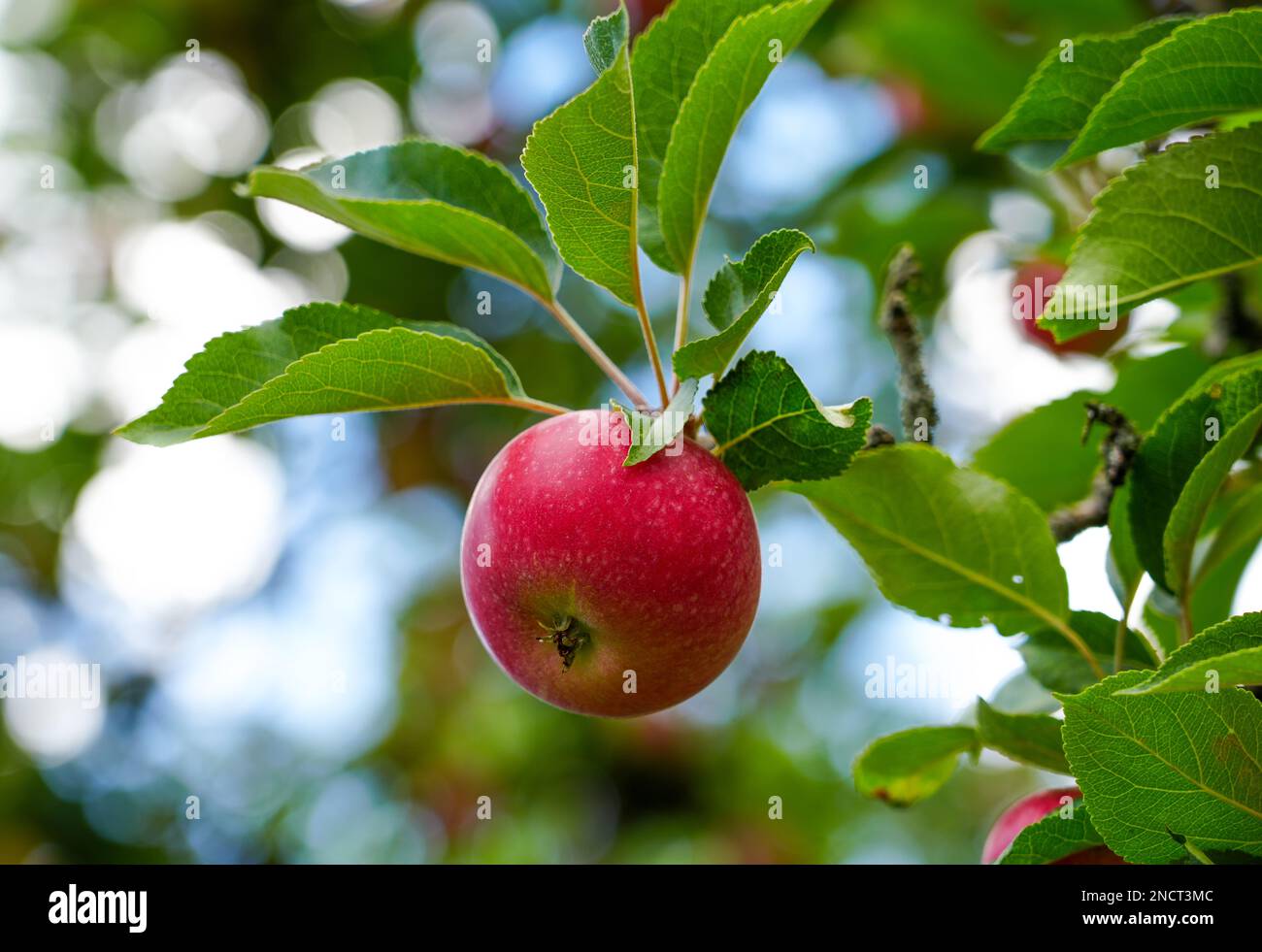 Roter reifer Apfel auf dem Apfelbaum. Frisches Obst hängt an einem Ast. Stockfoto