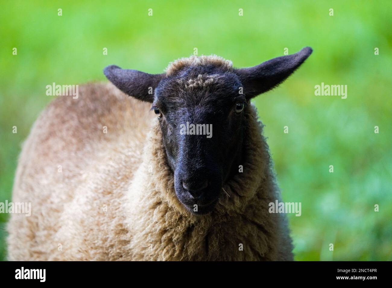 Porträt eines Schafes auf einer grünen Wiese. Stockfoto