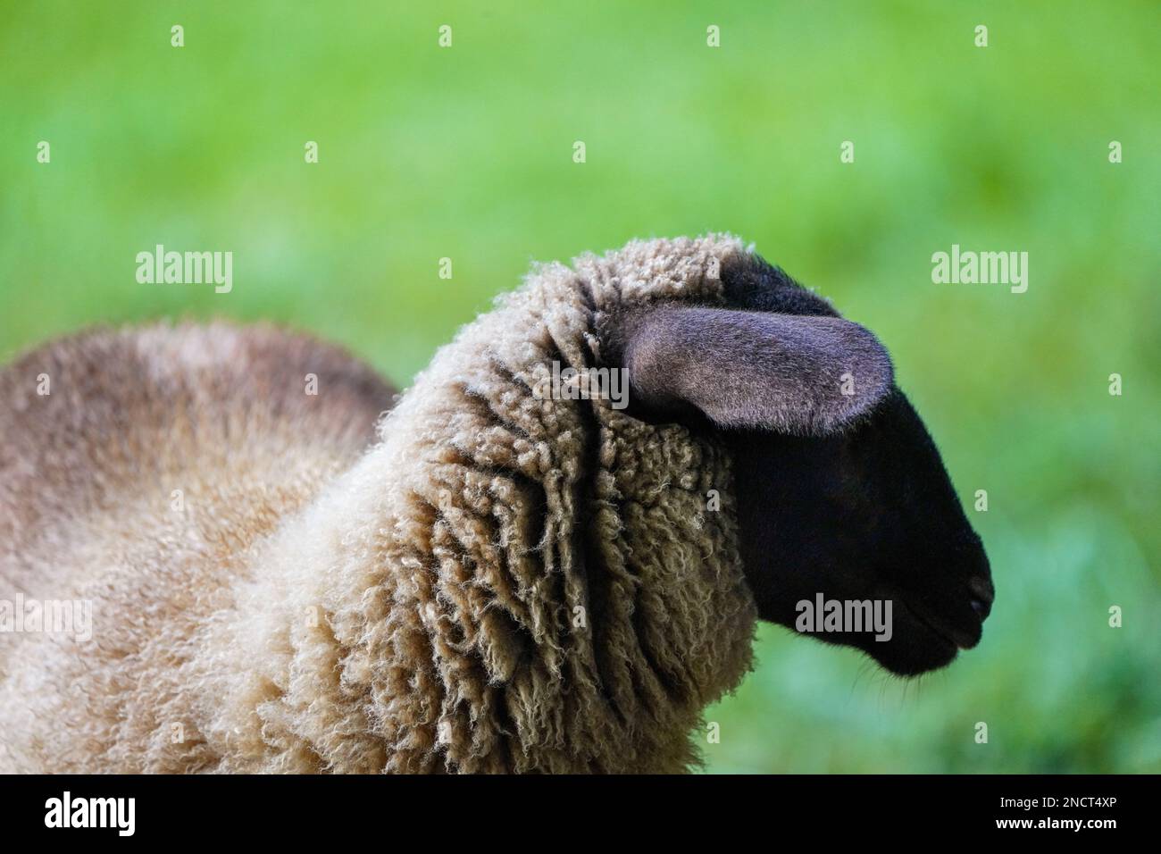 Porträt eines Schafes auf einer grünen Wiese. Stockfoto