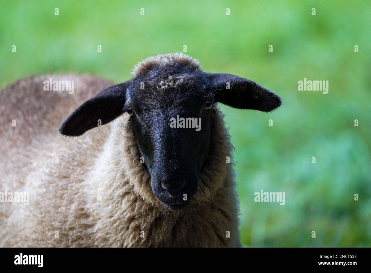 Porträt eines Schafes auf einer grünen Wiese. Stockfoto