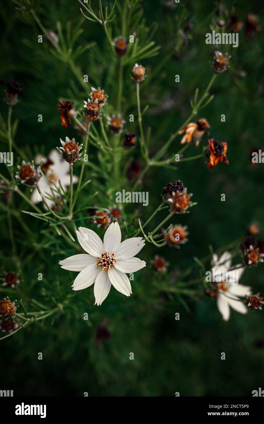 Großaufnahme mit geflüsterter Tickseed-Blume auf weichem, verschwommenem Hintergrund Stockfoto