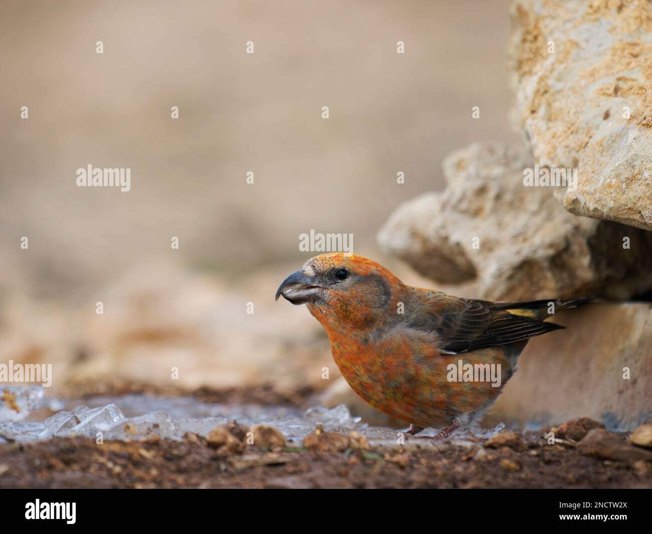 Crossbill - Männlich trinkt Loxia curvirostra Valencia, Spanien BI035310 Stockfoto