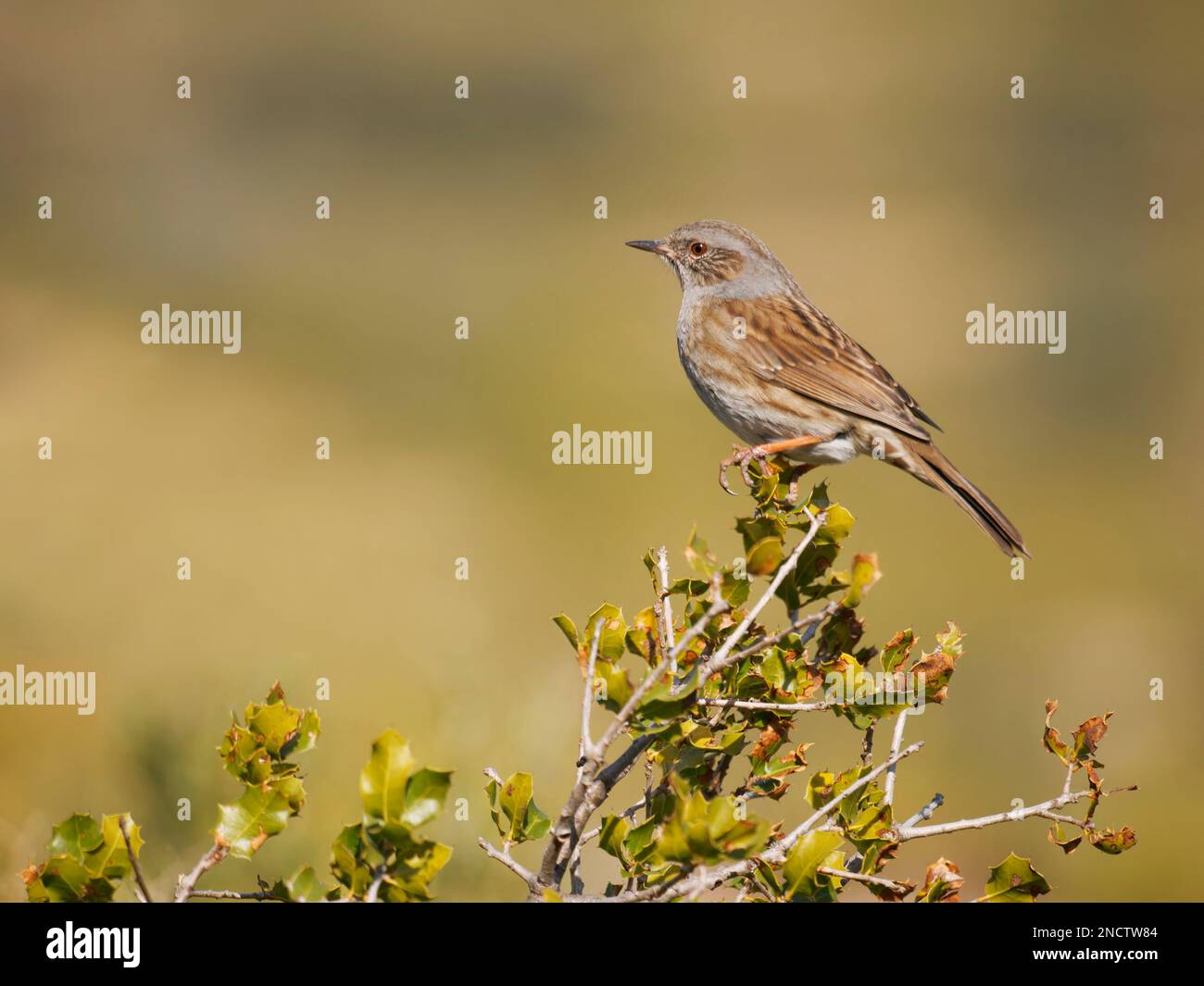 Dunnock Prunella modularis Valencia, Spanien BI035312 Stockfoto
