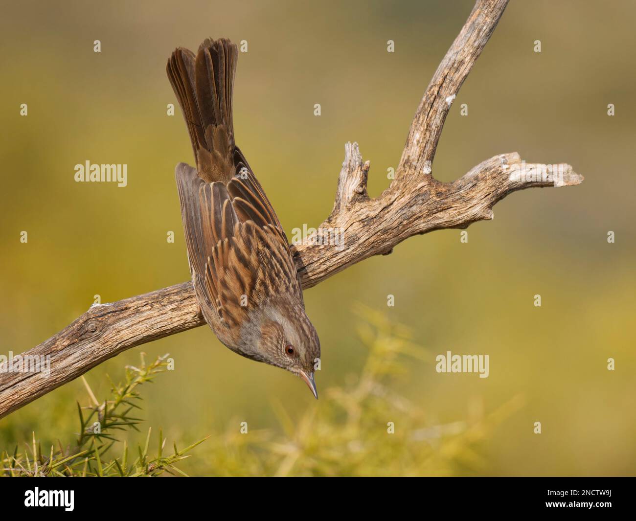 Dunnock Prunella modularis Valencia, Spanien BI035315 Stockfoto
