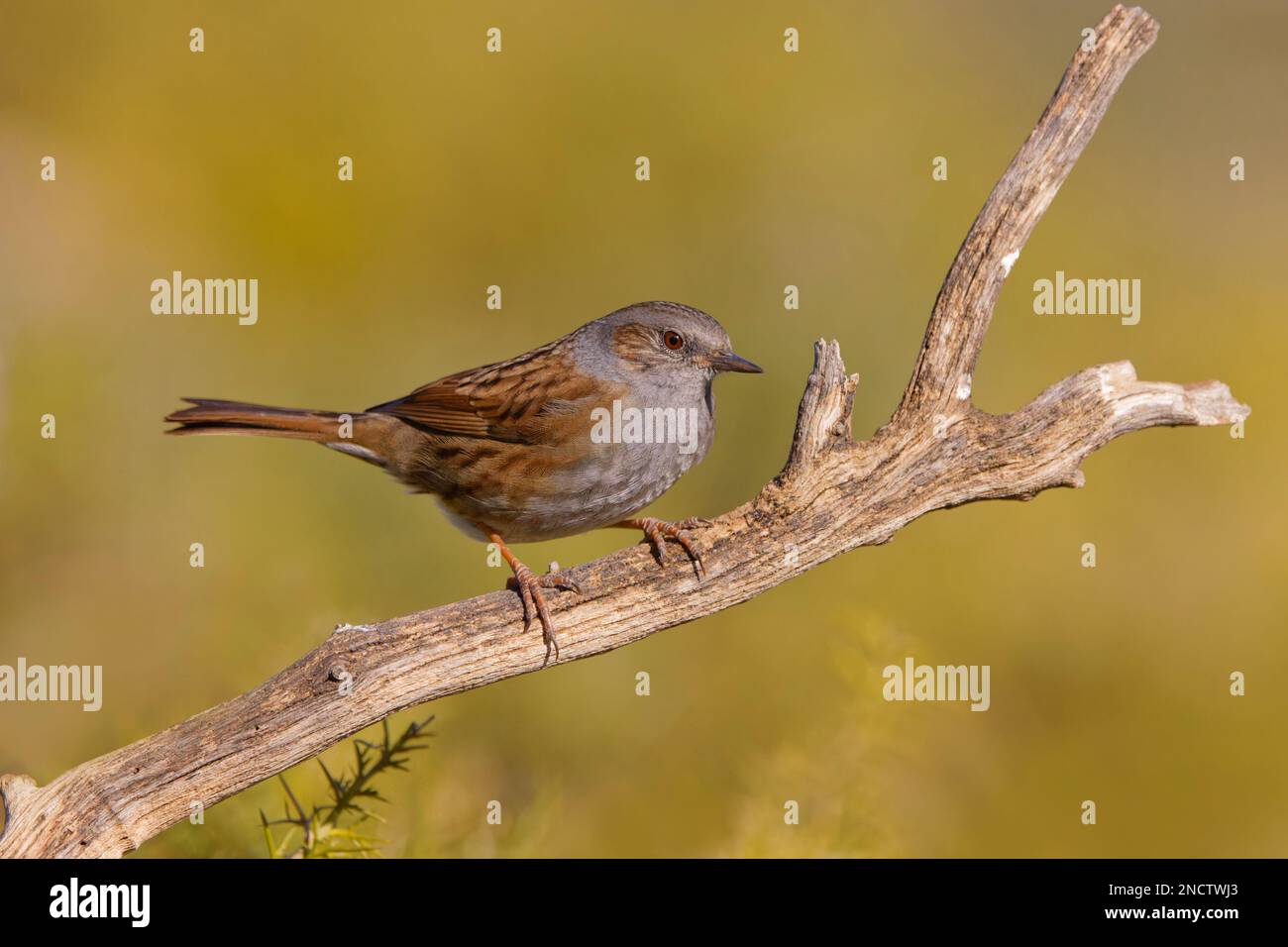 Dunnock Prunella modularis Valencia, Spanien BI035319 Stockfoto