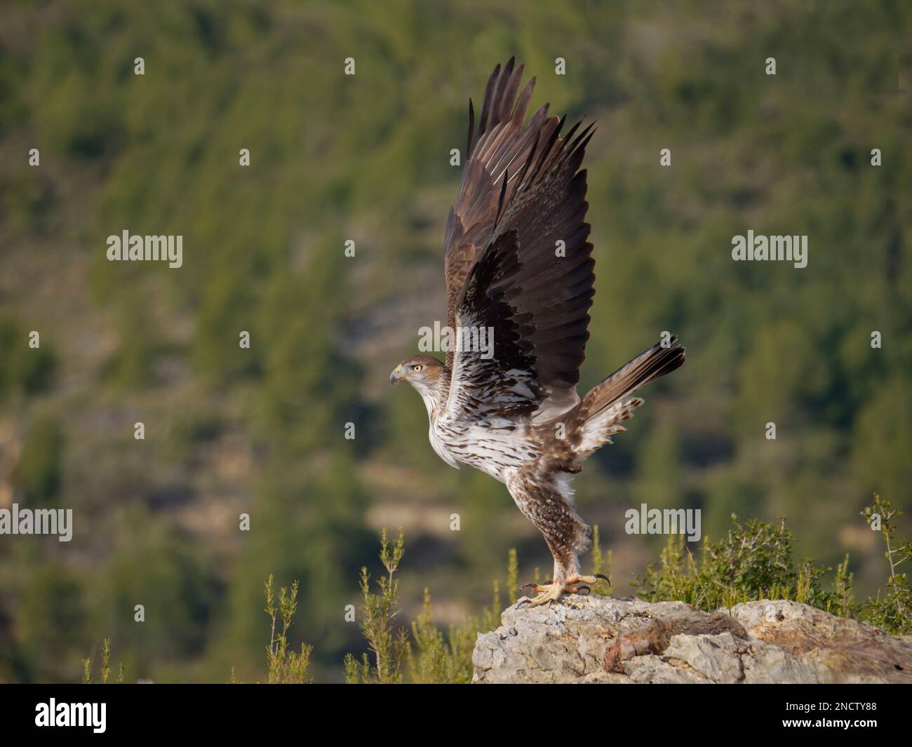 Bonellis Eagle – Männlich, der Aquila fasciata Valencia, Spanien, abhebt BI035351 Stockfoto