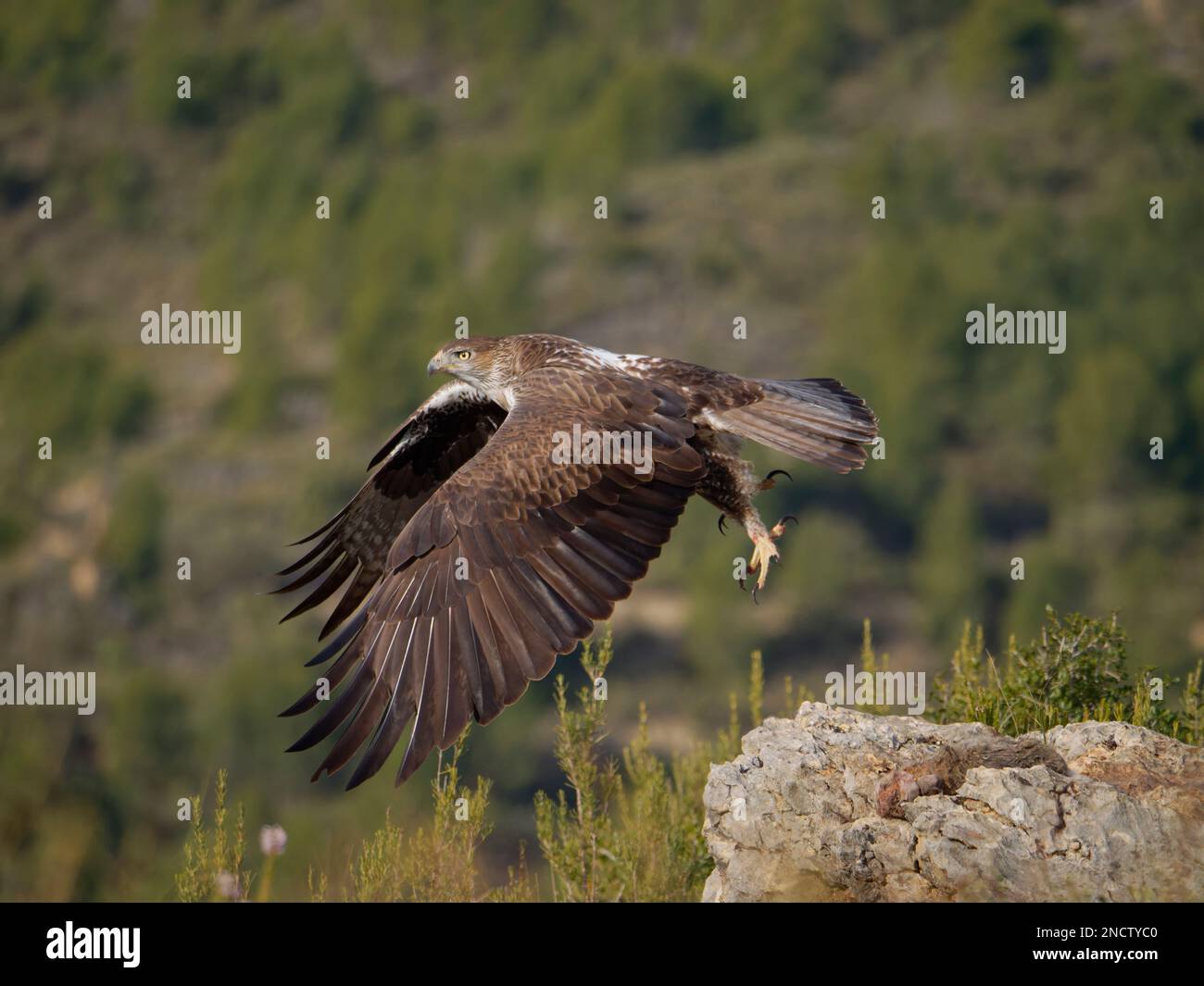 Bonellis Eagle – Männlich, der Aquila fasciata Valencia, Spanien, abhebt BI035353 Stockfoto