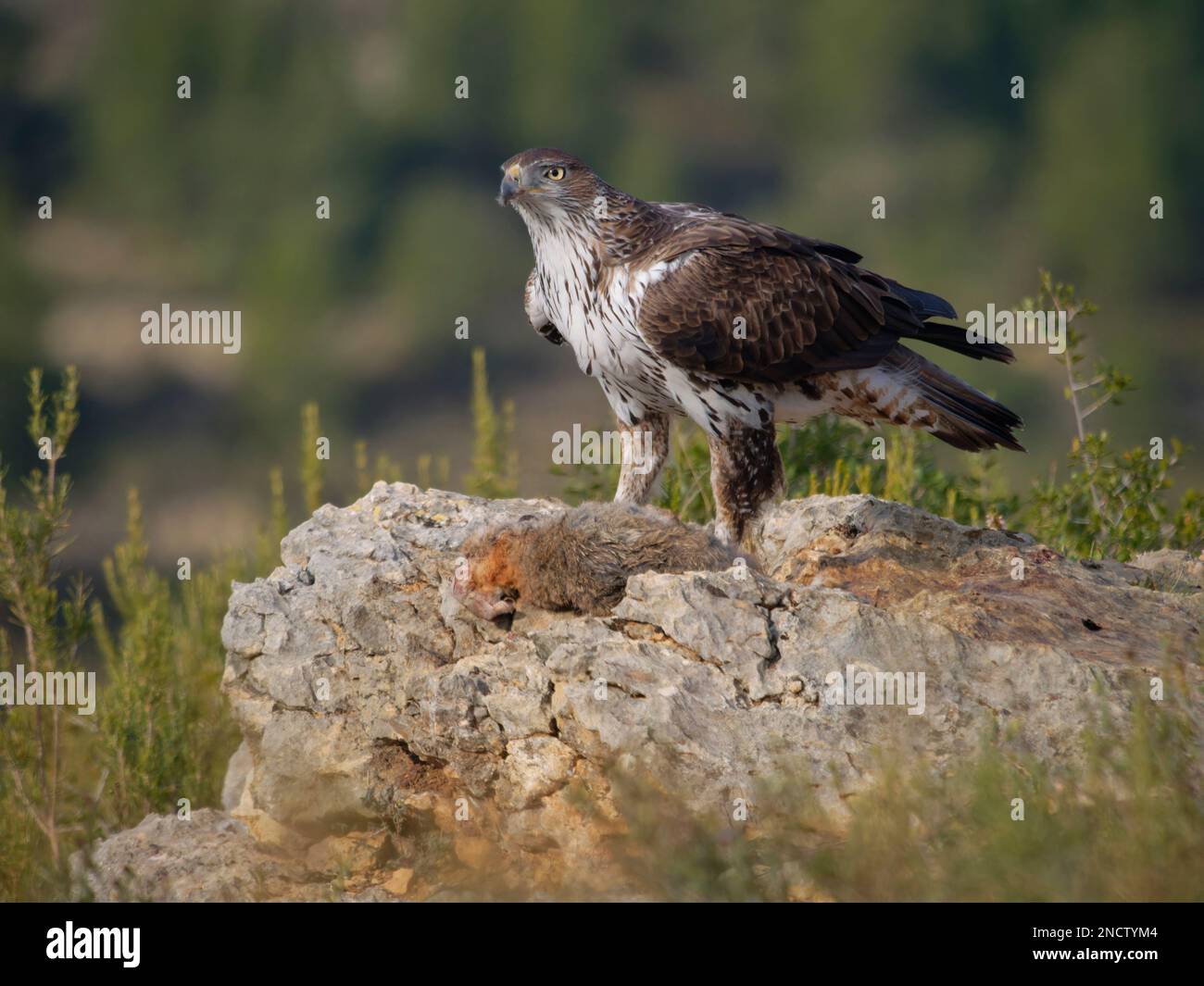 Bonellis Eagle – Männlich mit Beute (Rotbein-Rebhuhn) Aquila fasciata Valencia, Spanien BI035384 Stockfoto