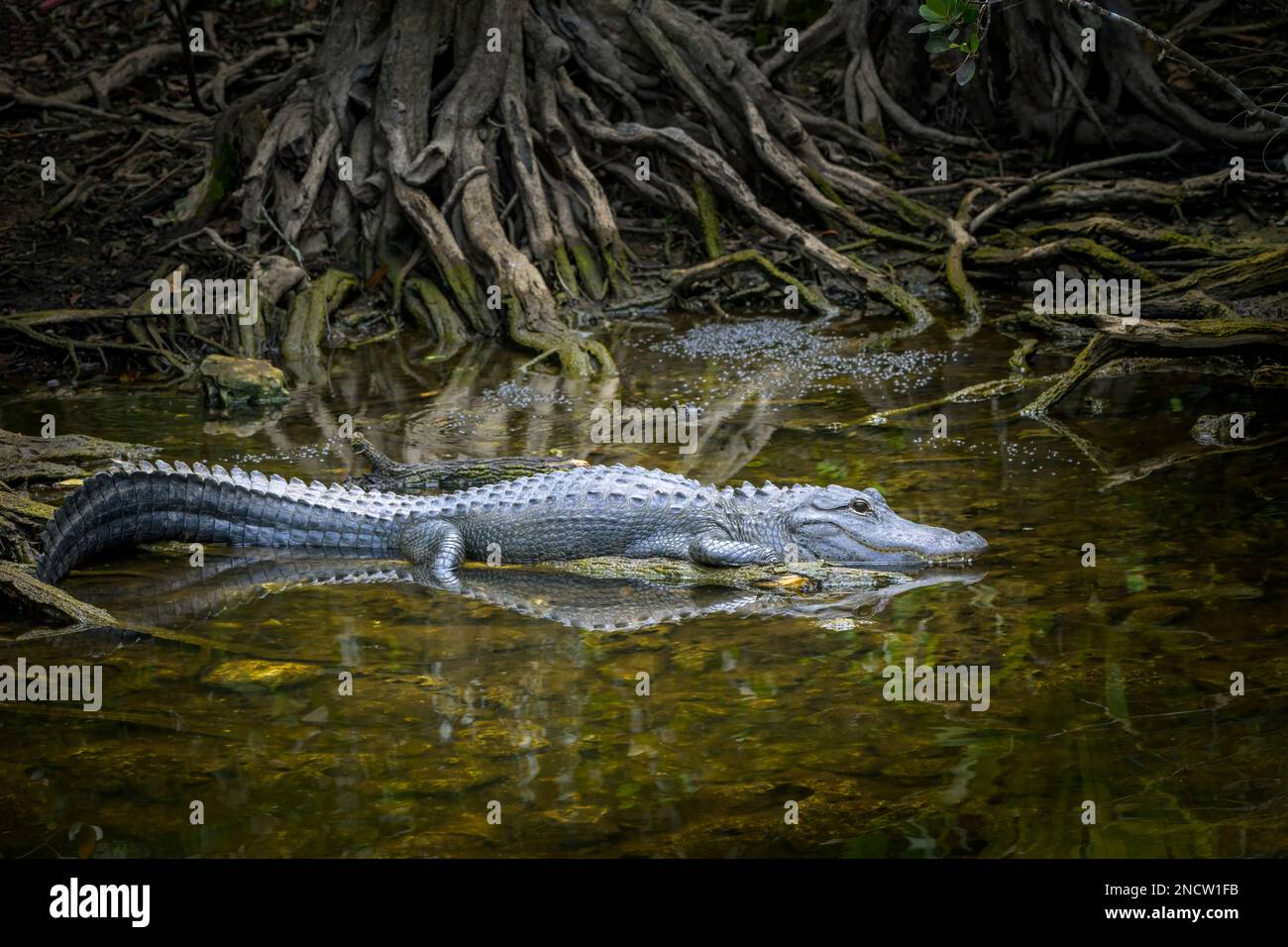 Amerikanischer Alligator (Alligator mississippiensis), der in der Zypressenwurzel im Sumpf liegt, Big Cypress National Reserve, Florida, Vereinigte Staaten. Stockfoto