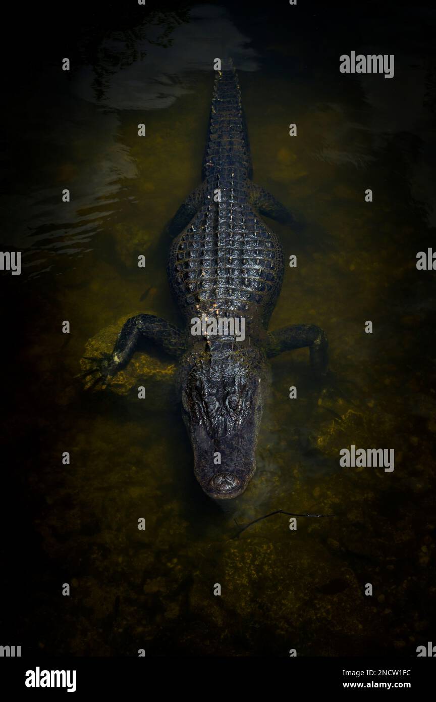 Amerikanischer Alligator (Alligator mississippiensis), versteckt im dunklen Wasser, von oben gesehen, Big Cypress National Reserve, Florida USA. Stockfoto