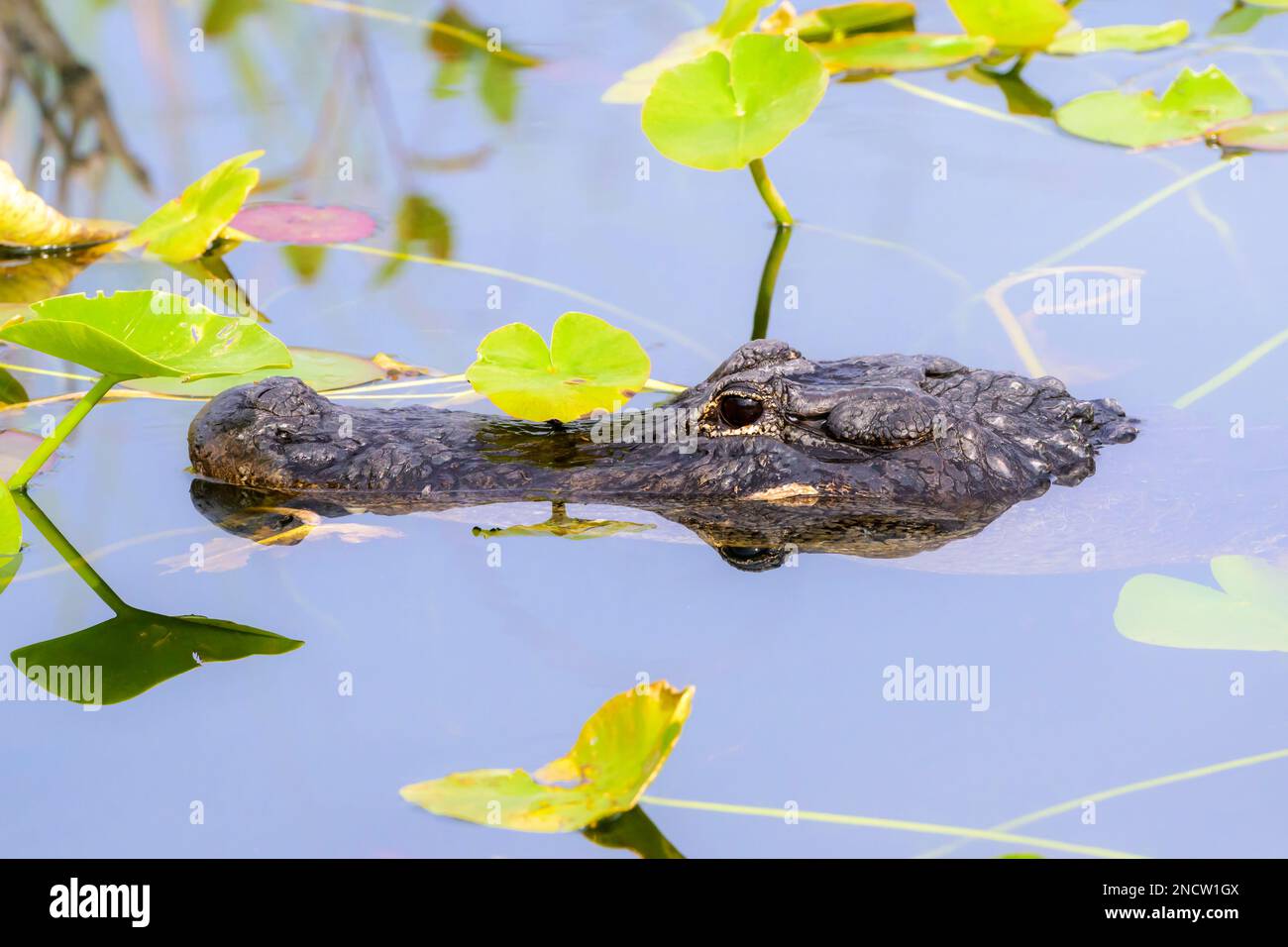 Amerikanischer Alligator (Alligator mississippiensis), der sich im Wasser zwischen lilly-Pflanzen, dem Everglades-Nationalpark, Florida, USA versteckt. Stockfoto