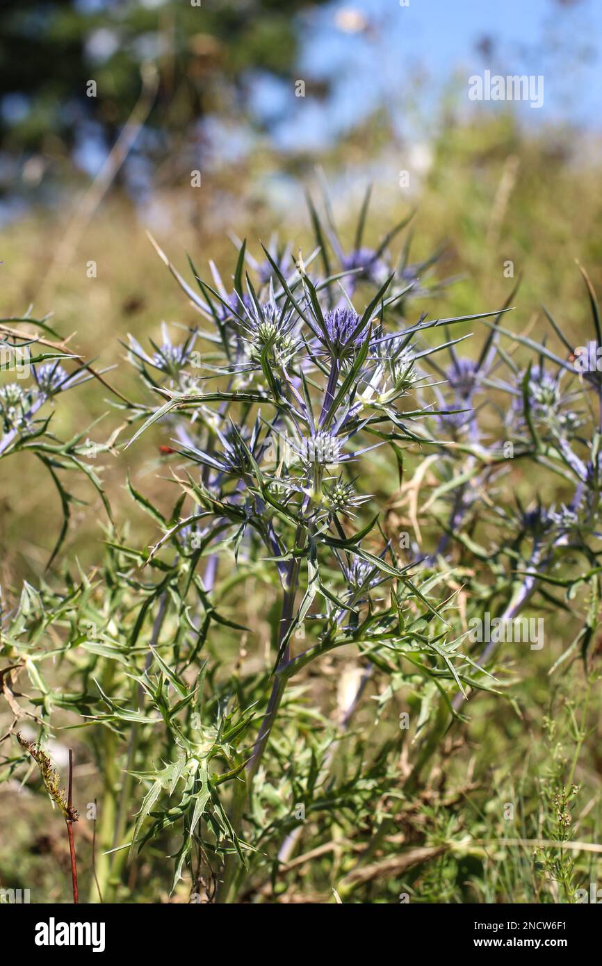 Bläulicher Amethyst eryngo (lateinischer Name: Eryngium amethystinum) in NordMontenegro Stockfoto