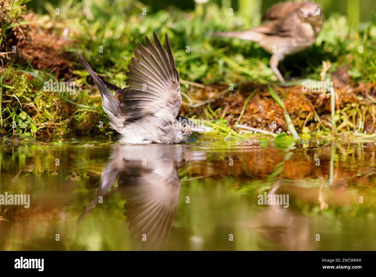 Eurasische Schwarzmütze (Sylvia atricapilla), die im Frühling an einem Teich sitzt. Stockfoto