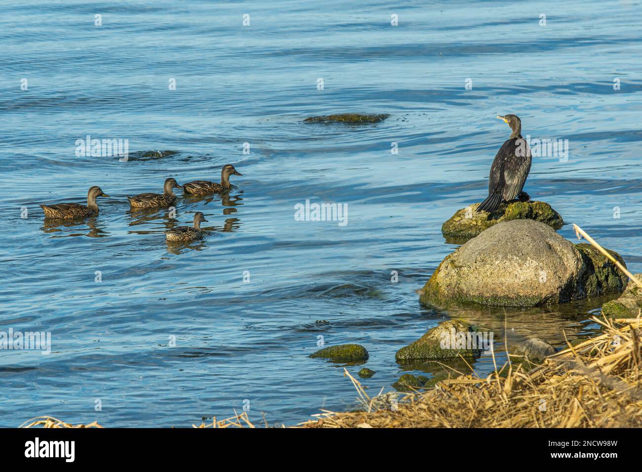Eine Gruppe Enten grasen im Wasser des Bolsenasees. Ein Kormoran steht auf einem Felsen. Bolsena, Provinz Viterbo, Latium, Italien, Europa Stockfoto