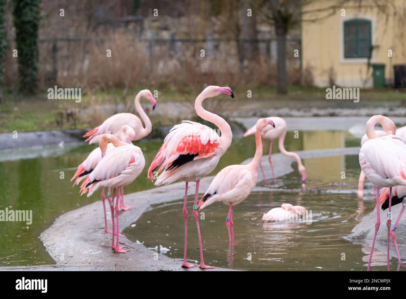 Schar großer und schöner großer Flamingos (Phoenicopterus roseus) im Park. Stockfoto