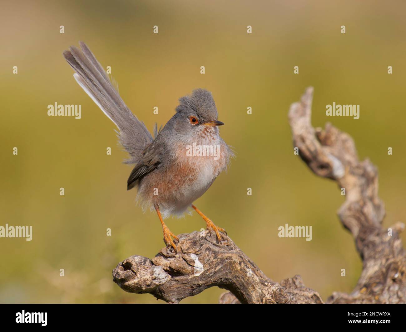 Dartford Warbler Sylvia undata Valencia, Spanien BI035792 Stockfoto