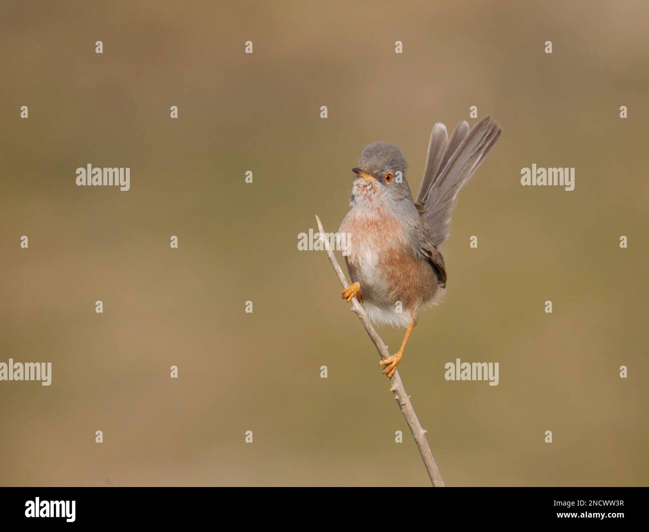 Dartford Warbler Sylvia undata Valencia, Spanien BI035844 Stockfoto