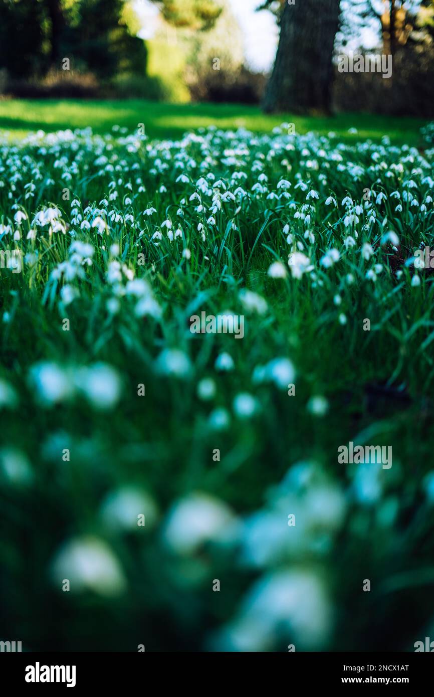 Galanthus nivalis, der Schneefall oder der häufige Schneefall Stockfoto