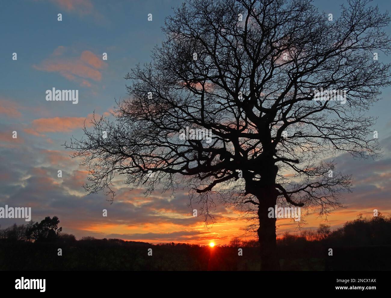 Sonnenuntergang auf dem Land im Winter im Dorf Grappenhall mit einer blattlosen Baumsilhouette, Warrington, Cheshire, England, Großbritannien, WA43EL Stockfoto