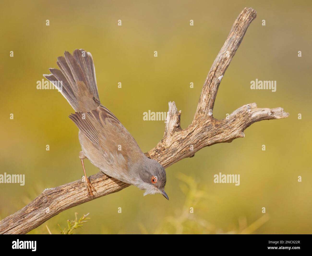 SardinianWarbler - weibliche Sylvia melanocephala Valencia, Spanien BI035938 Stockfoto