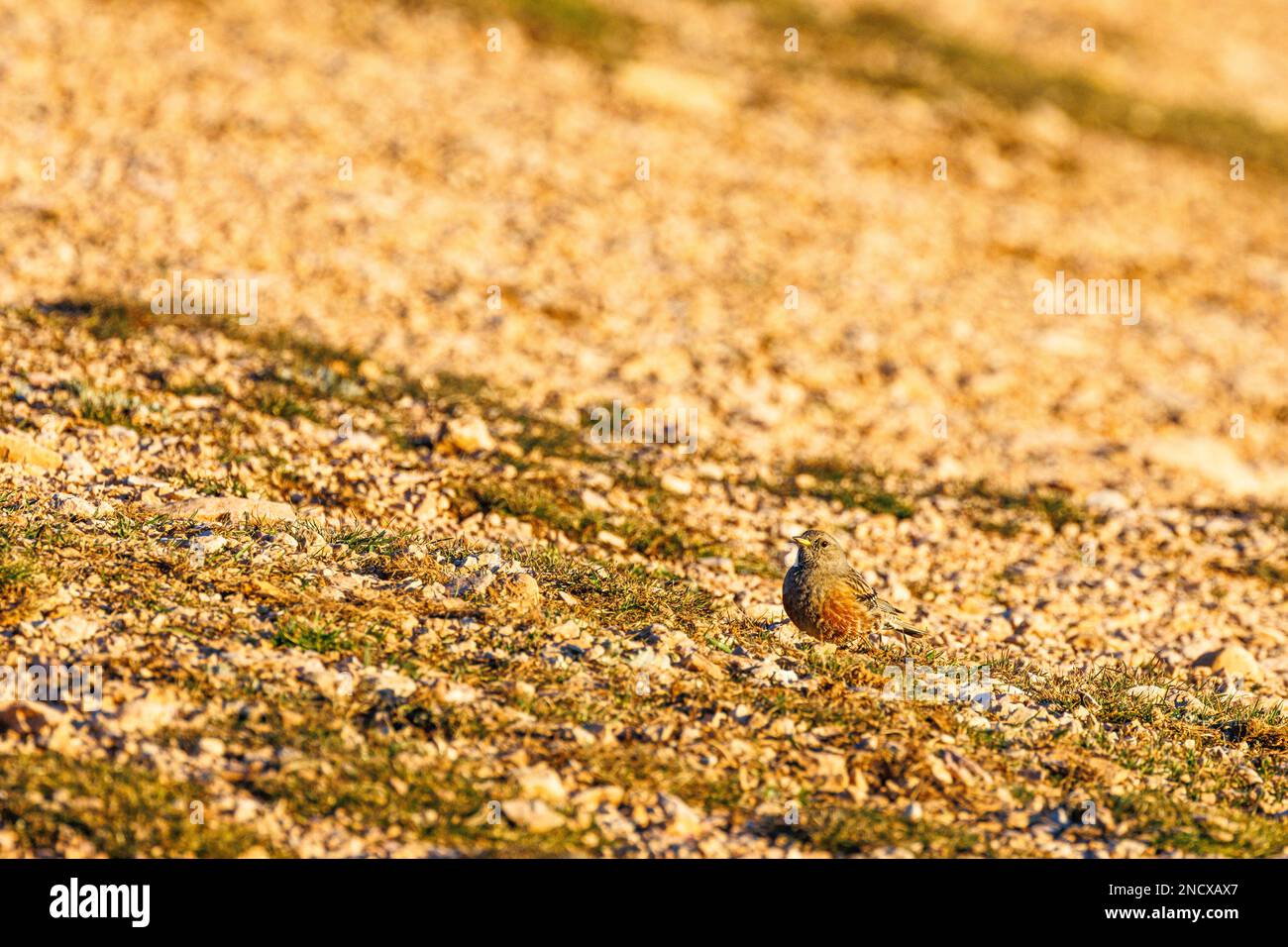 Alpenakzentor (Prunella collaris), Coll d'Ares, Montsec Stockfoto
