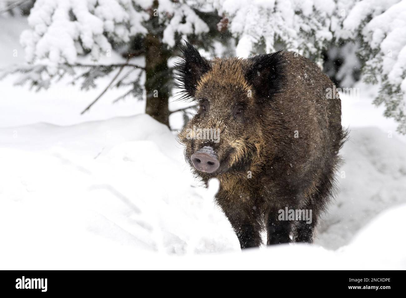 Schwarzwild im Tiefschnee *** Lokale Bildunterschrift *** Bristle Animals, echte Schweine, Huftiere mit geraden Zehen, Sau, Sauen, Sauen im Winter, Schwarzschwein, Wildschwein, Pi Stockfoto