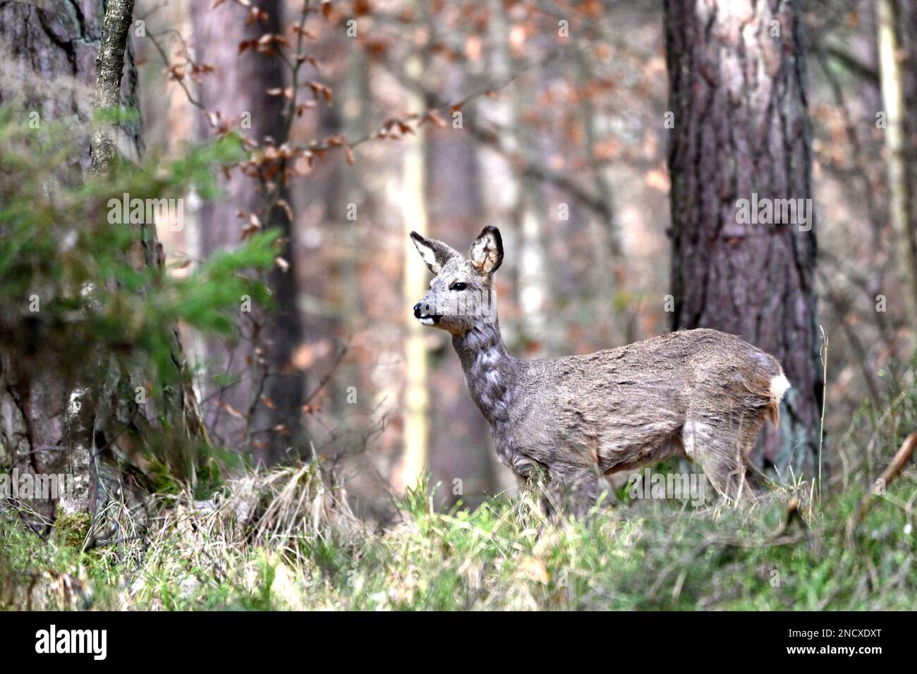 Schmalreh im Wald, Ende März *** Lokale Beschriftung *** Capreolus capreolus, Natur, gleichzehige Huftiere, Reh, Reh Ende März, Reh changi Stockfoto