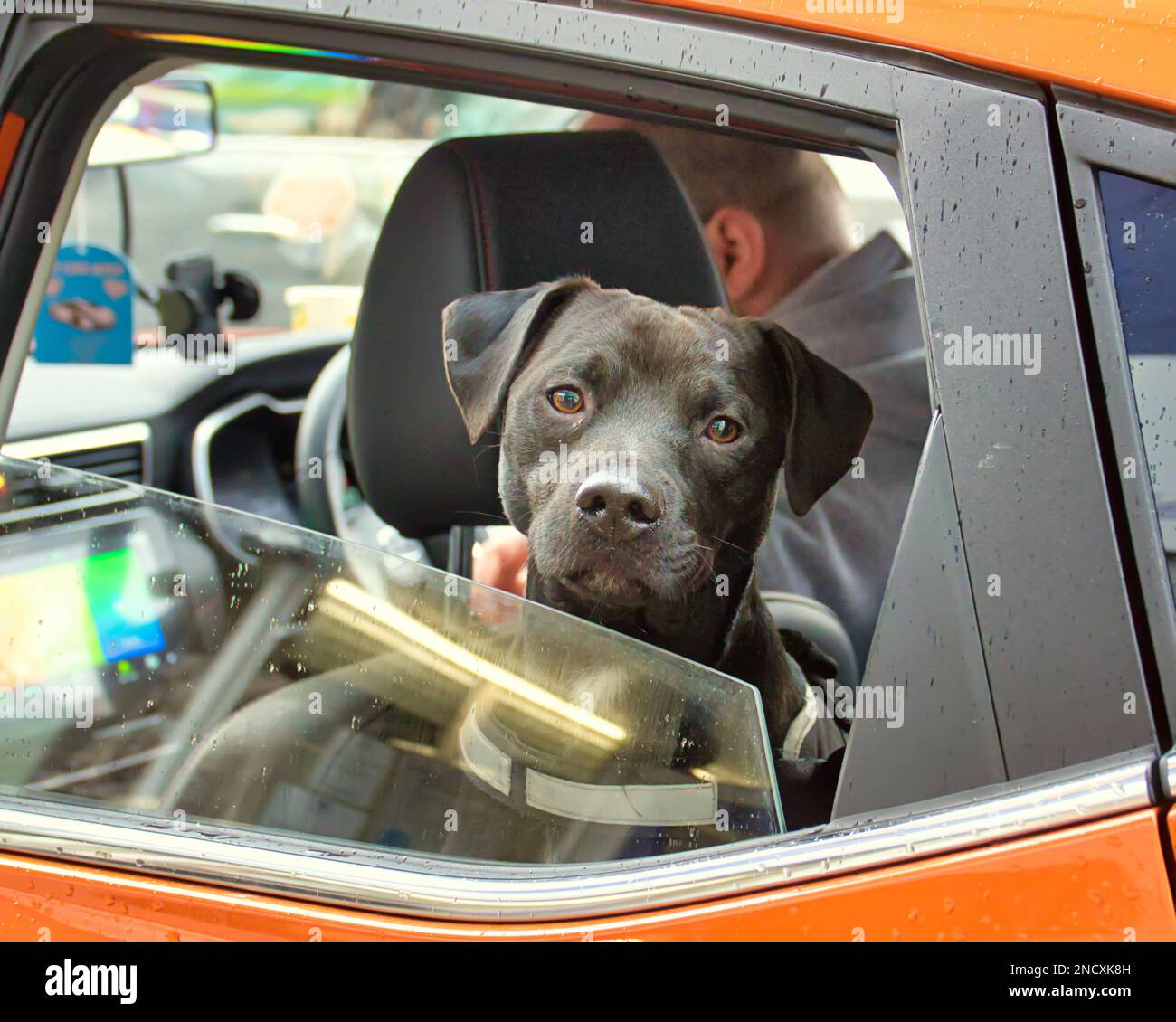 Animal car funny -Fotos und -Bildmaterial in hoher Auflösung – Alamy