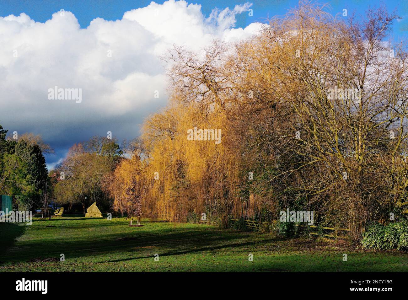 Herbstsonnenlicht filtert durch Ahornbäume, mit geschwollenen weißen Wolken in der Ferne, Valley Gardens, Harrogate, North Yorkshire, England, UK. Stockfoto