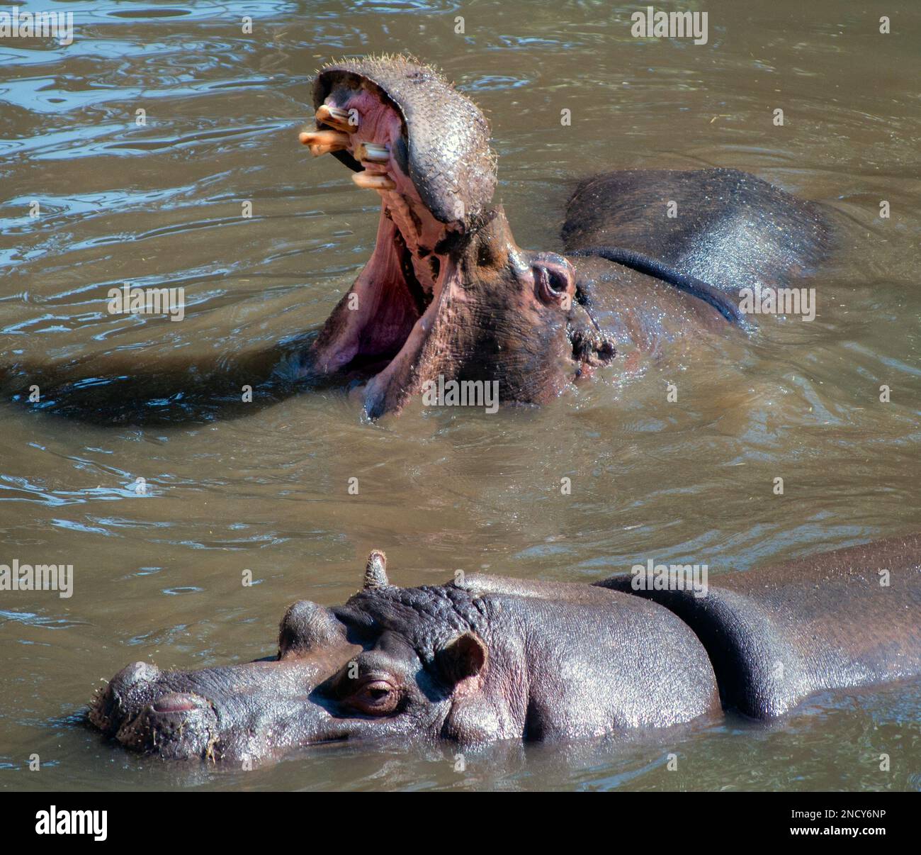 Zwei Nilpferde tauchten teilweise in einen Fluss, Südafrika Stockfoto