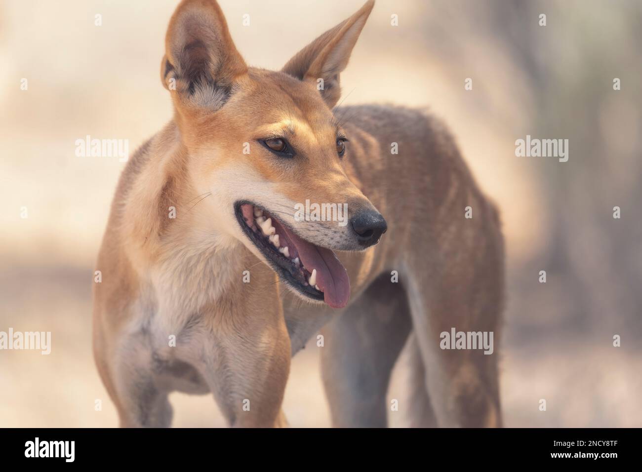 Porträt eines wilden Dingos (Canis lupus Dingo), Australien Stockfoto