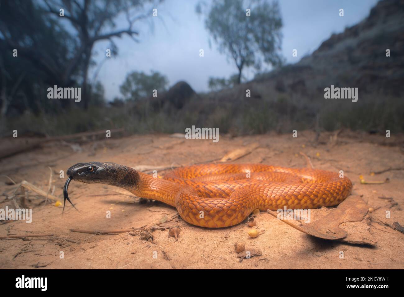 Wilde westliche Braunschlange (Pseudonaja mengdeni) im Outback bei Alice Springs, Northern Territory, Australien Stockfoto