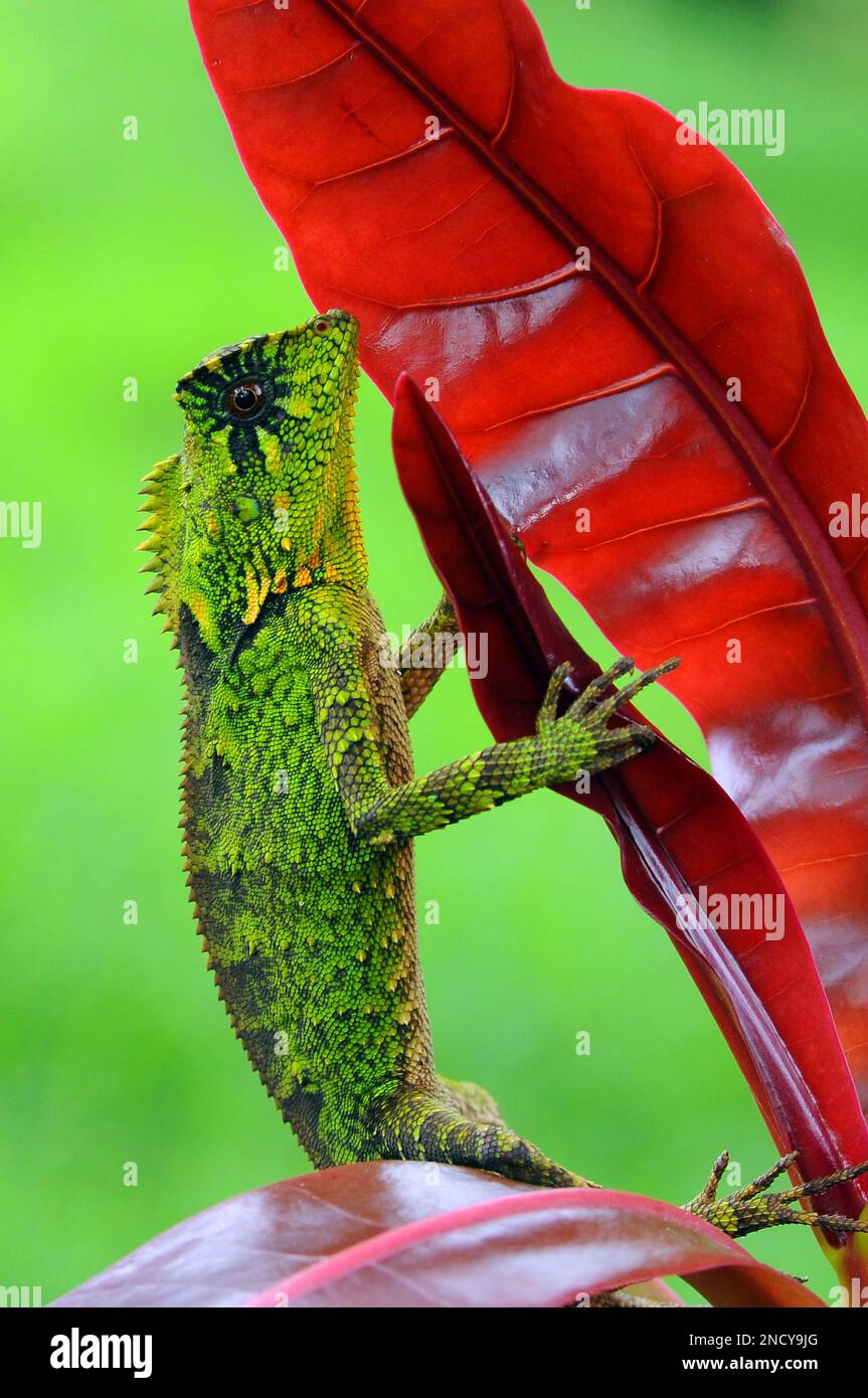 Nahaufnahme eines Walddrachen auf einem Blatt, Indonesien Stockfoto