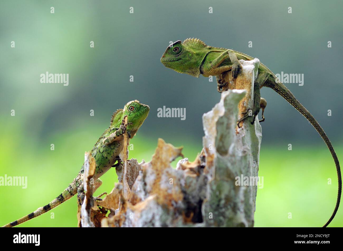 Zwei Walddrachen klettern auf Baumrinde, Indonesien Stockfoto