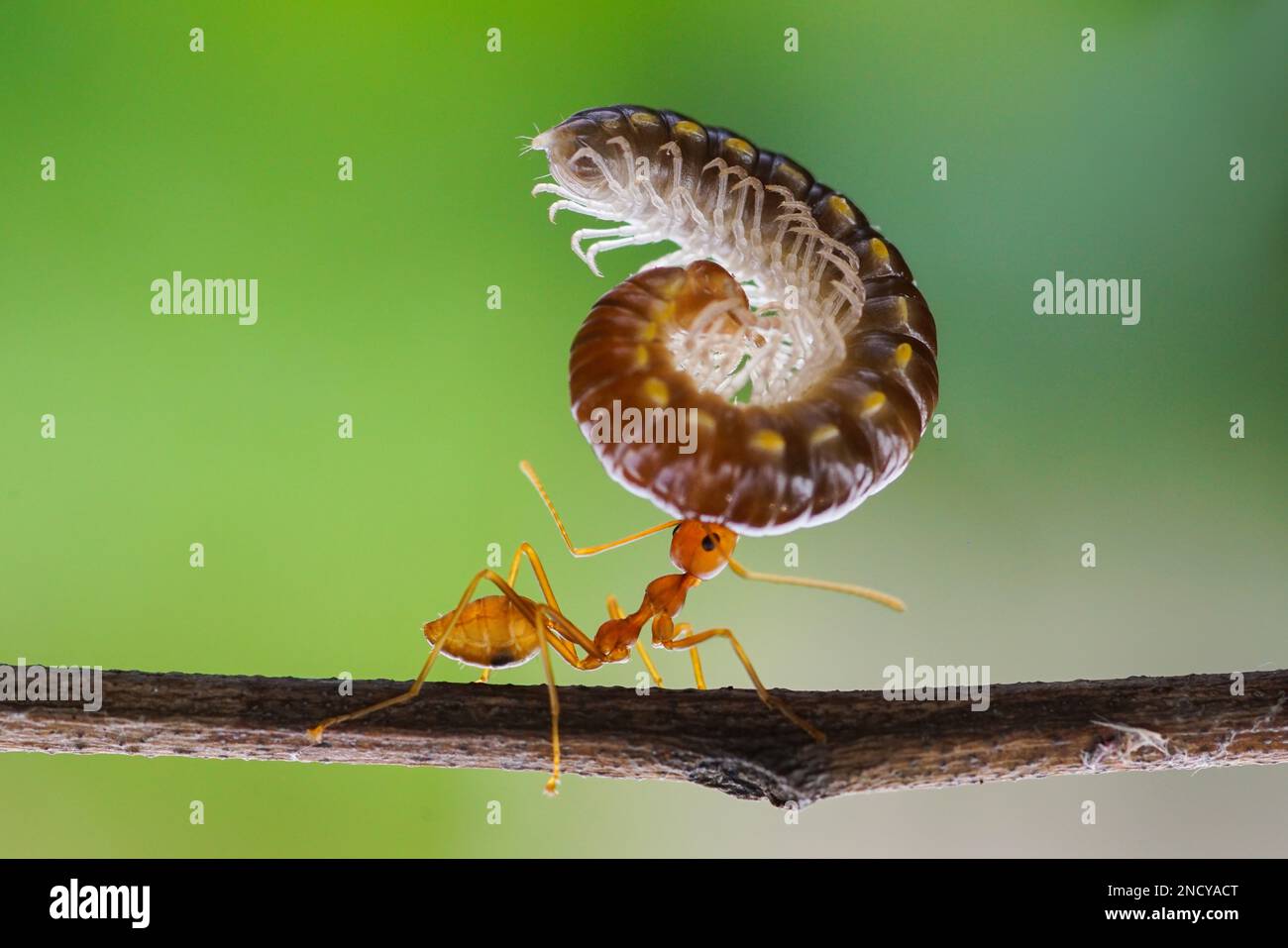 Nahaufnahme einer Ameise auf einem Zweig mit Millipede-Beute, Indonesien Stockfoto