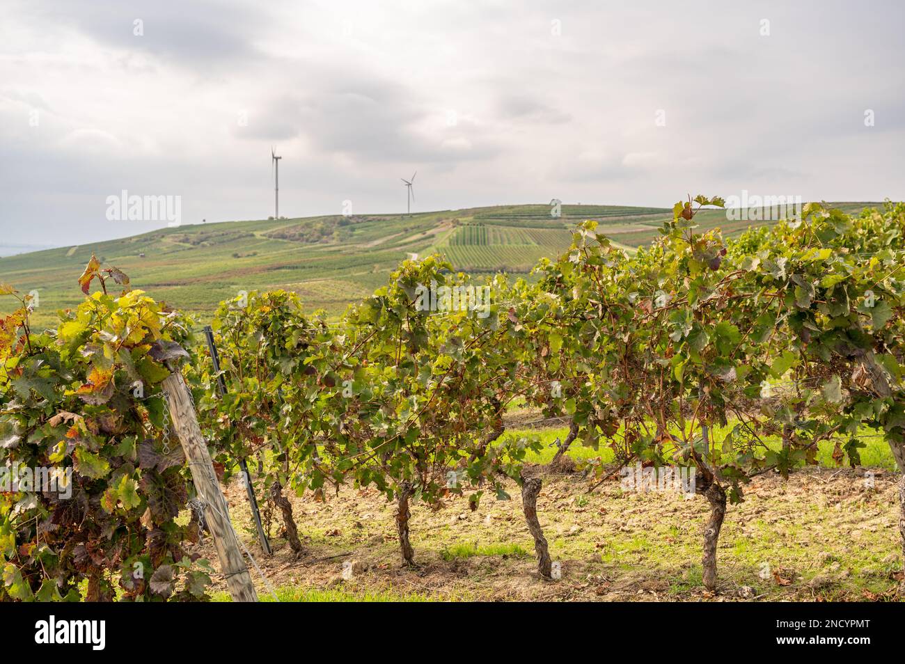 Weinberg mit Rebpflanzen in der erntesaison september, Pflanzen auf einem Hügel, Windturbinen im Hintergrund, mainz zornheim, deutschland Stockfoto
